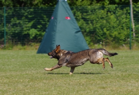 Training für behinderte Hundehalter